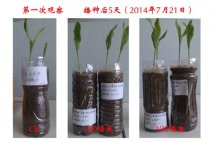 苗期用根宝 壮根产量高