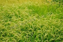 How to fertilize in rice field