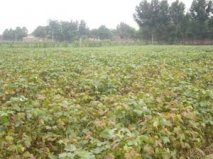 Baiclean-Prevention of cotton Verticillium Wilt